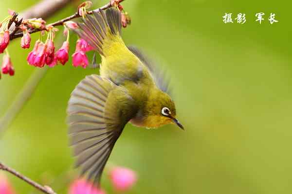 森林公园的鸟儿