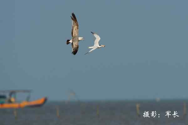 马祖现神话鸟黑嘴端凤头燕鸥 塑料卡嘴危在旦夕 马祖现神话鸟黑嘴端凤头燕鸥 塑料卡嘴危在旦夕