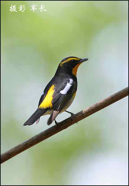 漂亮的黄眉姬翁和东方鸻 漂亮的黄眉姬翁和东方鸻