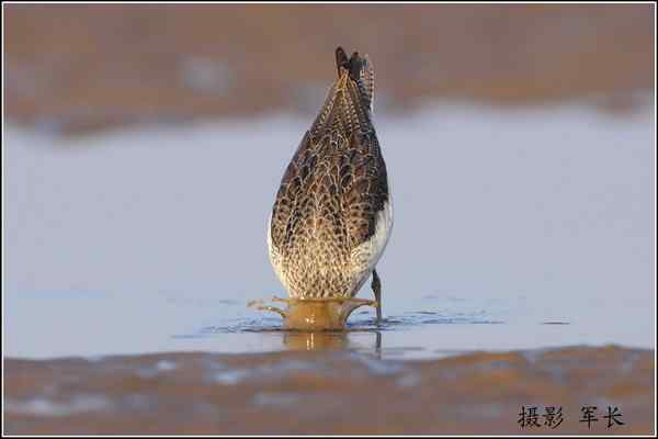 青脚鹬捕食弹涂鱼  一组抓拍