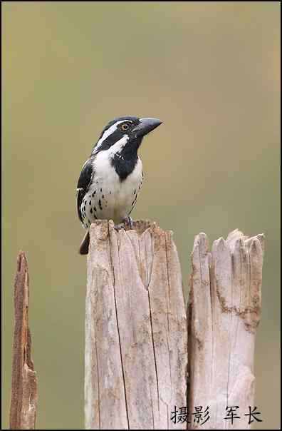 军长的肯尼亚观鸟日记