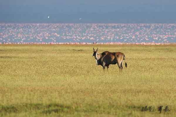 寻梦肯尼亚——鬣狗和火烈鸟(摄影故事)