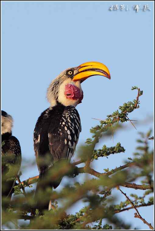 军长的肯尼亚观鸟日记