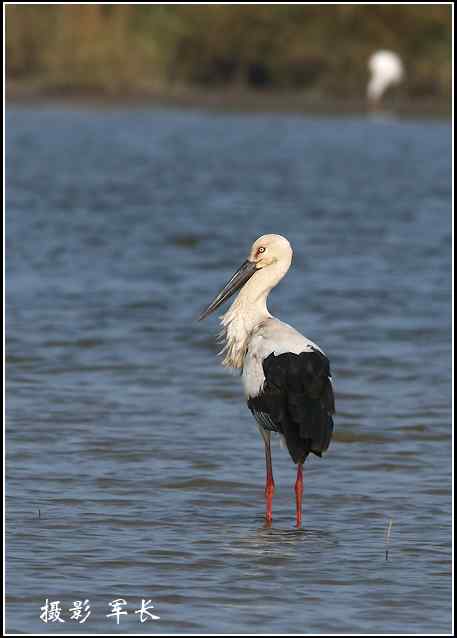 福建来了东方白鹳!