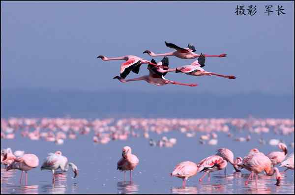 寻梦肯尼亚——鬣狗和火烈鸟(摄影故事)