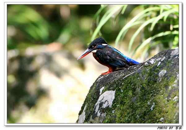 怀念班头大翠鸟