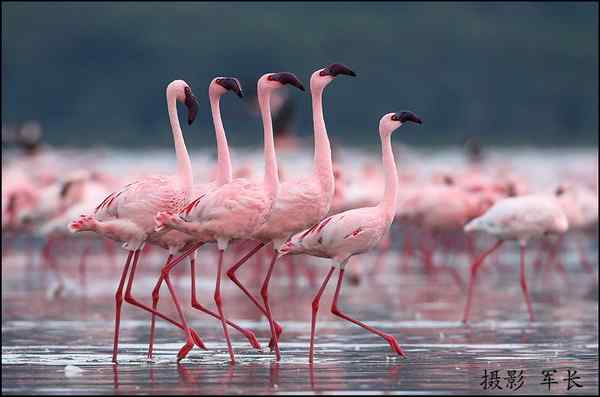 军长的肯尼亚观鸟日记