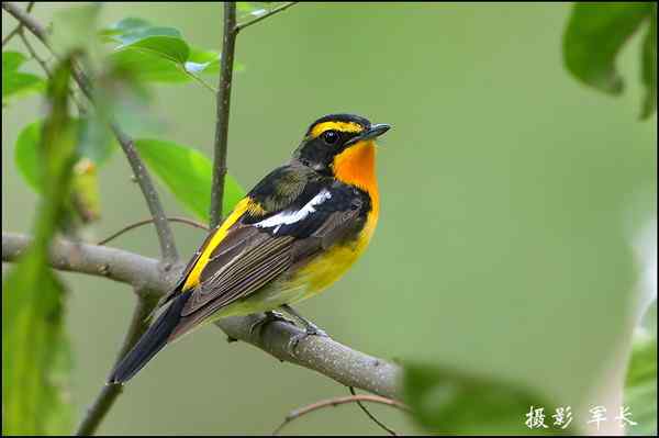 漂亮的黄眉姬翁和东方鸻 漂亮的黄眉姬翁和东方鸻