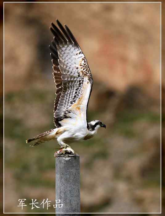 可可西里——鸟儿天堂