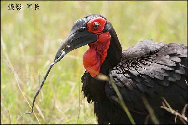 军长的肯尼亚观鸟日记