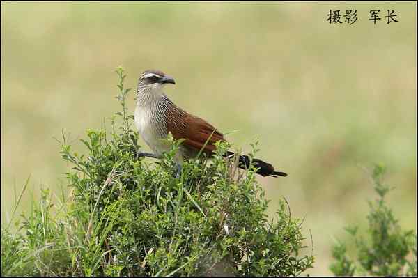 军长的肯尼亚观鸟日记