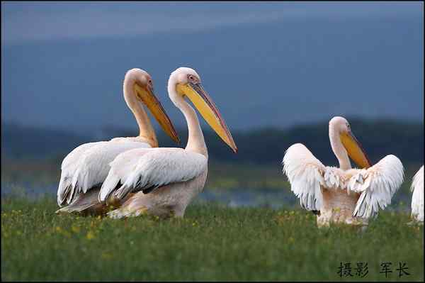 军长的肯尼亚观鸟日记