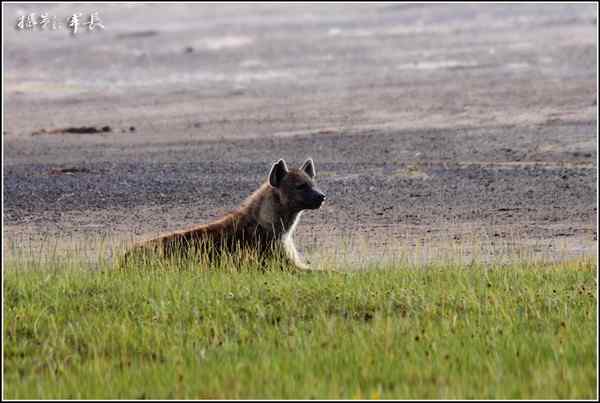 寻梦肯尼亚——鬣狗和火烈鸟(摄影故事)