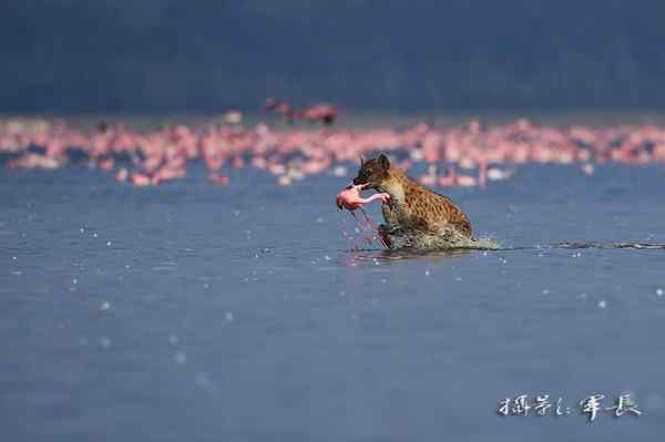寻梦肯尼亚——鬣狗和火烈鸟(摄影故事)