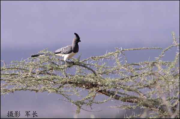 军长的肯尼亚观鸟日记