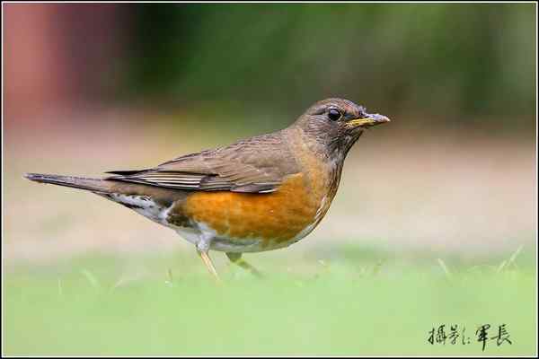 赤胸鸫，大陆少见的小家伙