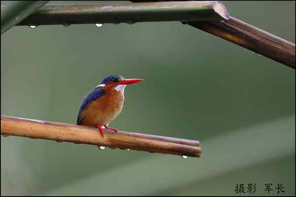 军长的肯尼亚观鸟日记