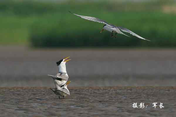 福州闽江口的海鸟(神话之鸟)