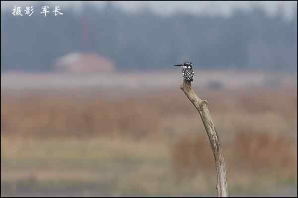 鸟类摄影拍意境还是拍图鉴片子?