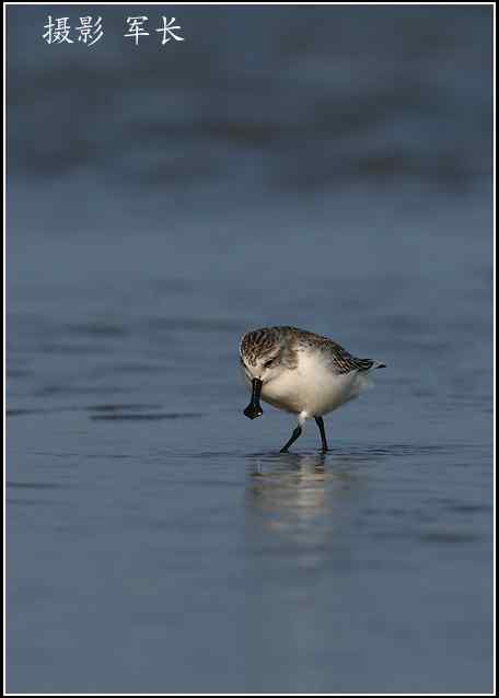 拍鸟——勺嘴鹬