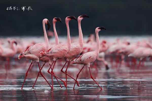 寻梦肯尼亚——鬣狗和火烈鸟(摄影故事)