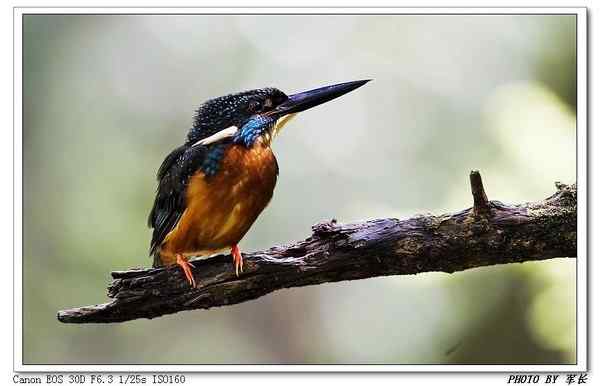 怀念班头大翠鸟