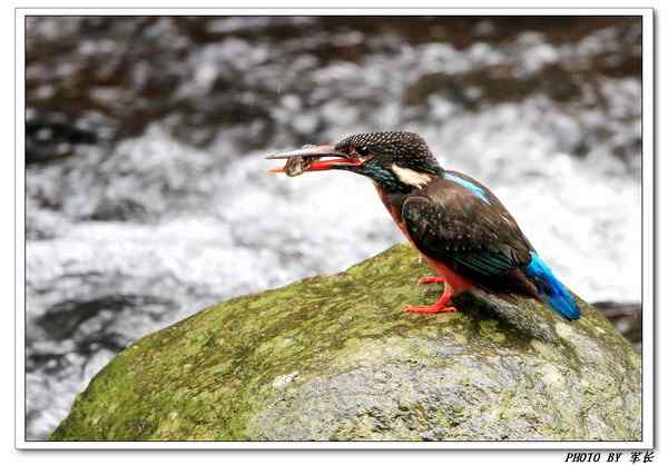 怀念班头大翠鸟