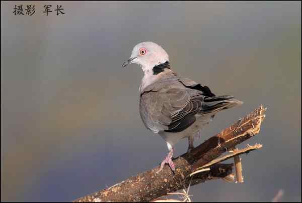 军长的肯尼亚观鸟日记