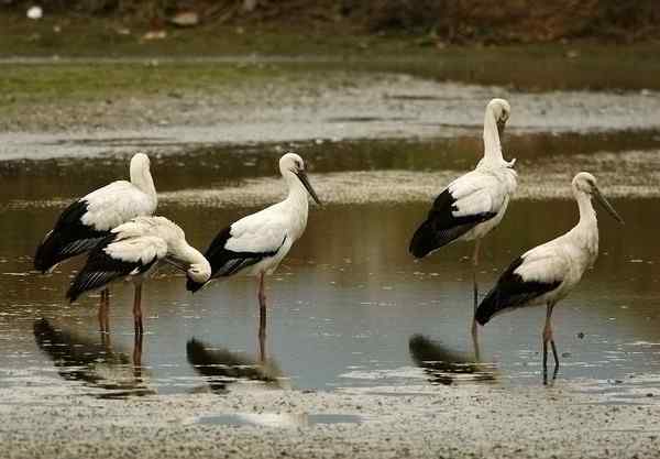 福建来了东方白鹳!