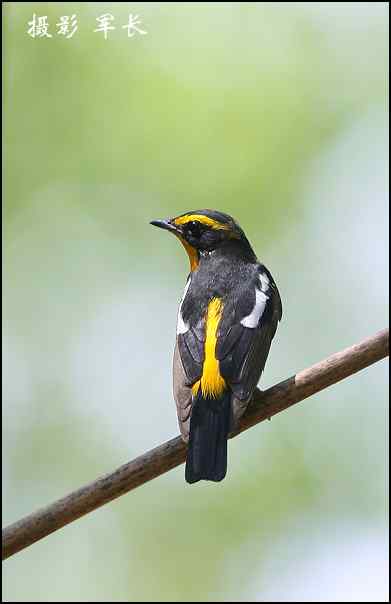 漂亮的黄眉姬翁和东方鸻 漂亮的黄眉姬翁和东方鸻