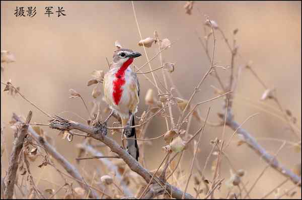 军长的肯尼亚观鸟日记