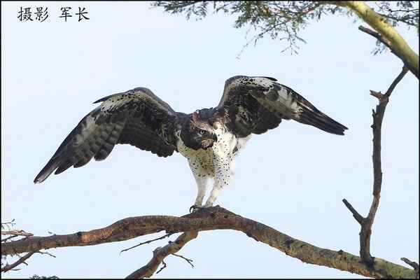 寻梦肯尼亚——鬣狗和火烈鸟(摄影故事)