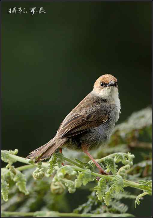 军长的肯尼亚观鸟日记