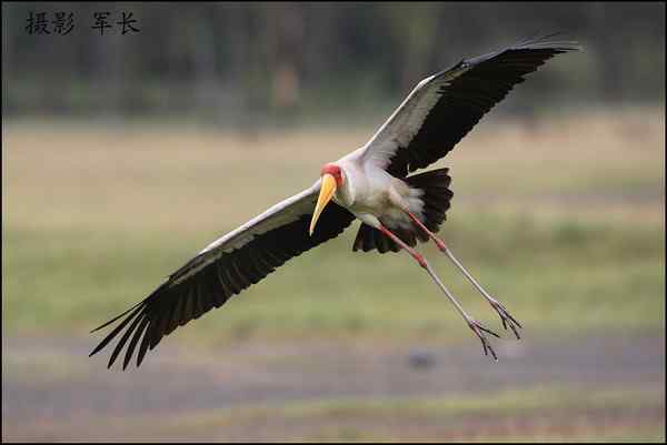 军长的肯尼亚观鸟日记