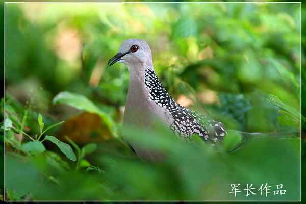 可可西里——鸟儿天堂