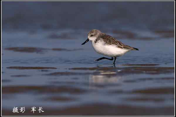 第一次见到勺嘴鹬