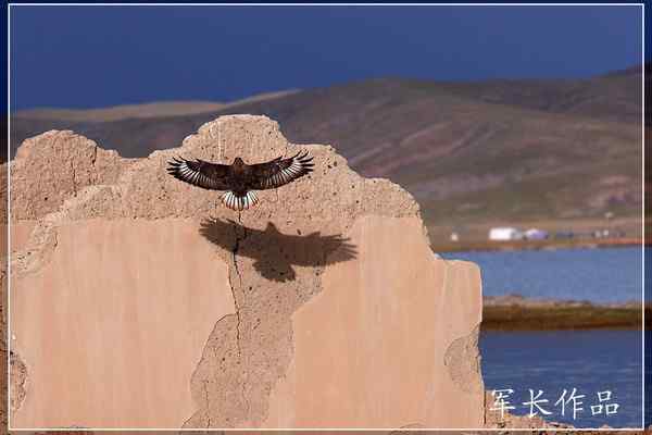 可可西里——鸟儿天堂