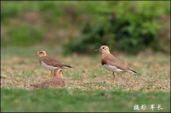 漂亮的黄眉姬翁和东方鸻 漂亮的黄眉姬翁和东方鸻