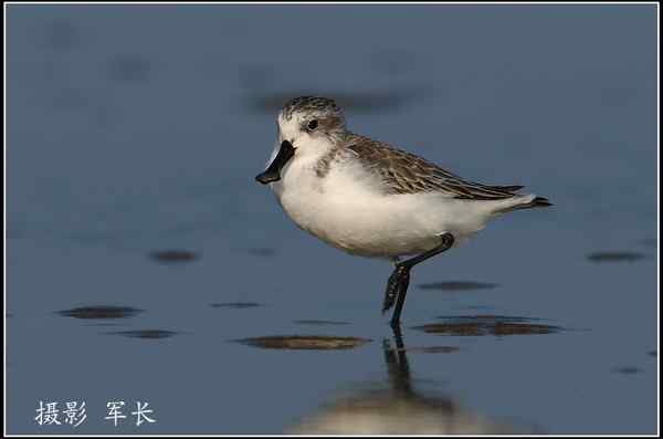 拍鸟——勺嘴鹬