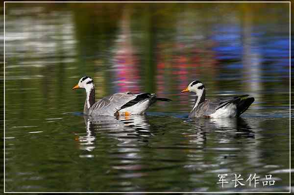 可可西里——鸟儿天堂