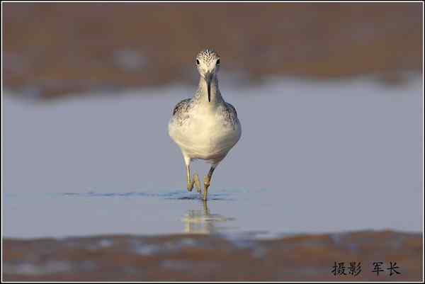 青脚鹬捕食弹涂鱼  一组抓拍