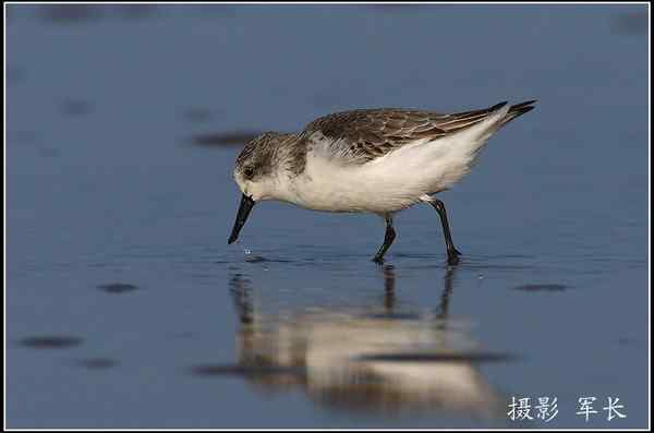 拍鸟——勺嘴鹬