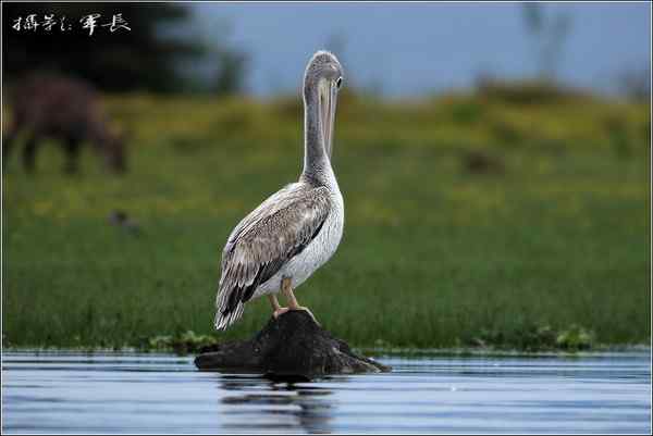 军长的肯尼亚观鸟日记