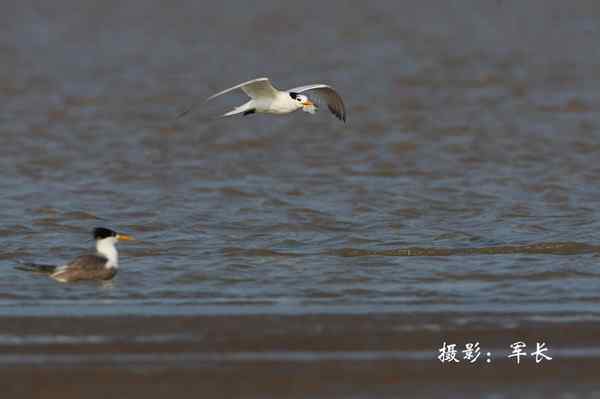 马祖现神话鸟黑嘴端凤头燕鸥 塑料卡嘴危在旦夕 马祖现神话鸟黑嘴端凤头燕鸥 塑料卡嘴危在旦夕