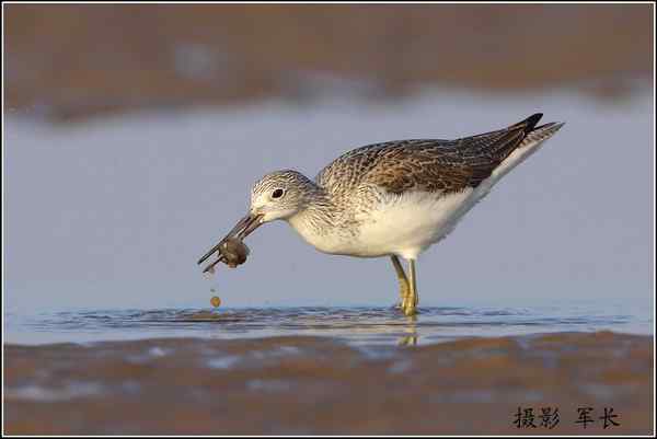 青脚鹬捕食弹涂鱼  一组抓拍