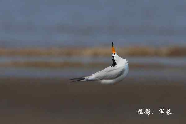 福州闽江口的海鸟(神话之鸟)