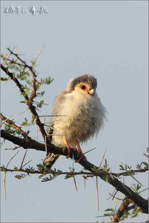 军长的肯尼亚观鸟日记