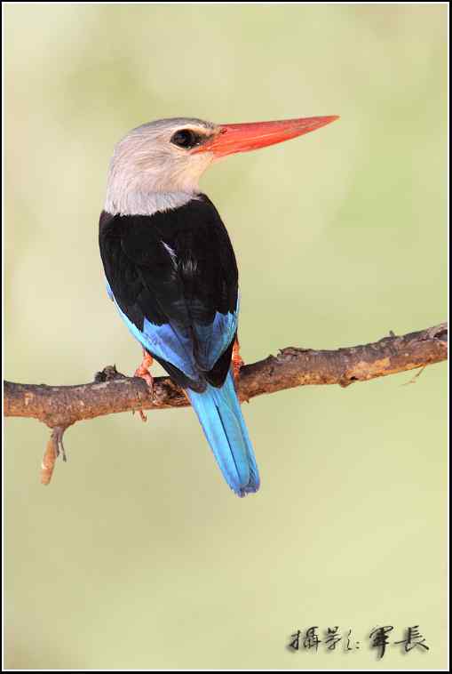 军长的肯尼亚观鸟日记