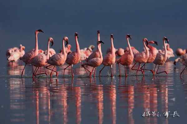 寻梦肯尼亚——鬣狗和火烈鸟(摄影故事)