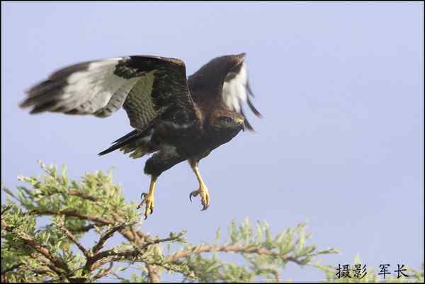 军长的肯尼亚观鸟日记